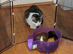Cat looks at a pair of guinea pigs who look lost